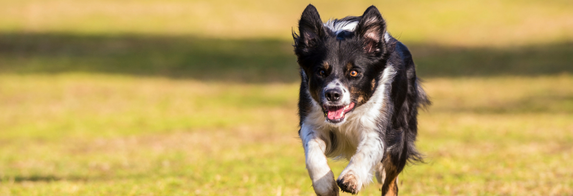 Komen Als Je Roept – HappyDogAcademy leden